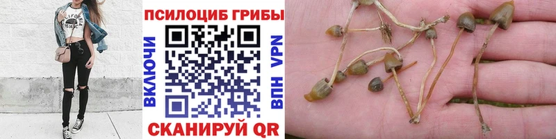 Псилоцибиновые грибы Psilocybe  Артёмовск 