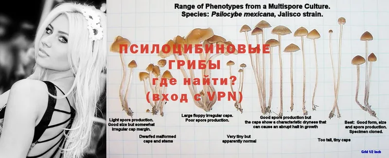 Псилоцибиновые грибы Cubensis  Артёмовск 